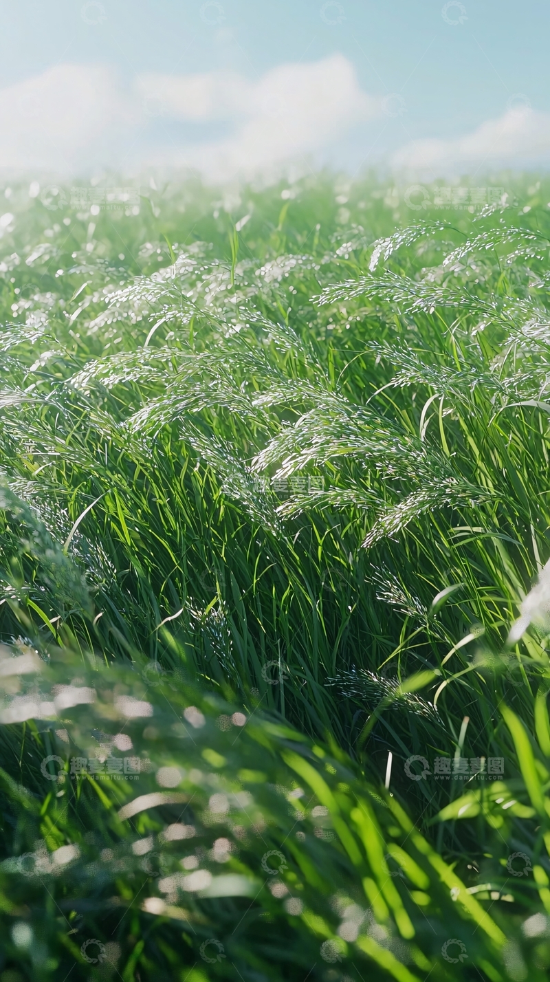 高清大图下载【趣麦麦图】阳光下随风摇曳的绿草