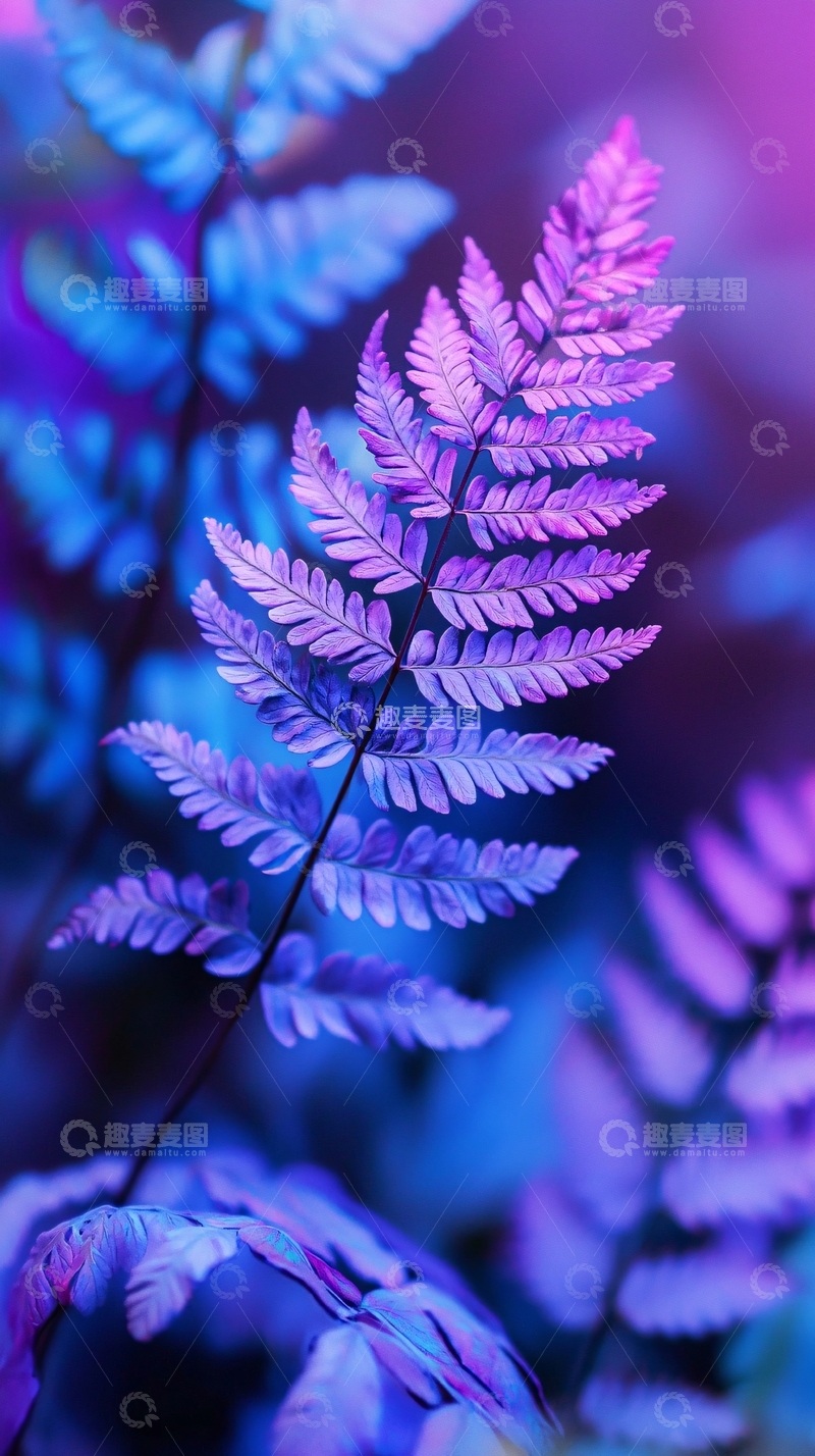 高清大图下载【趣麦麦图】紫色蕨类植物