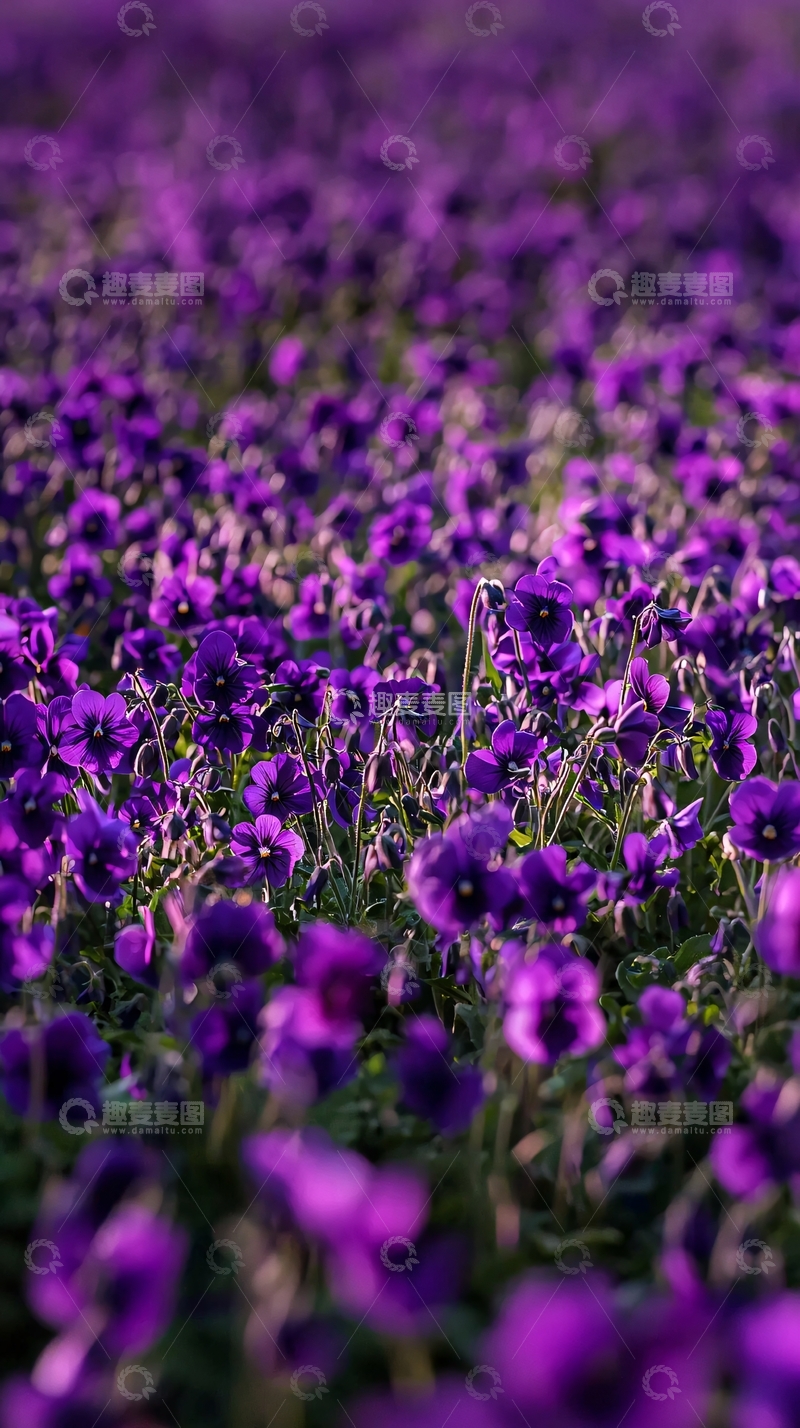 高清大图下载【趣麦麦图】紫色花田
