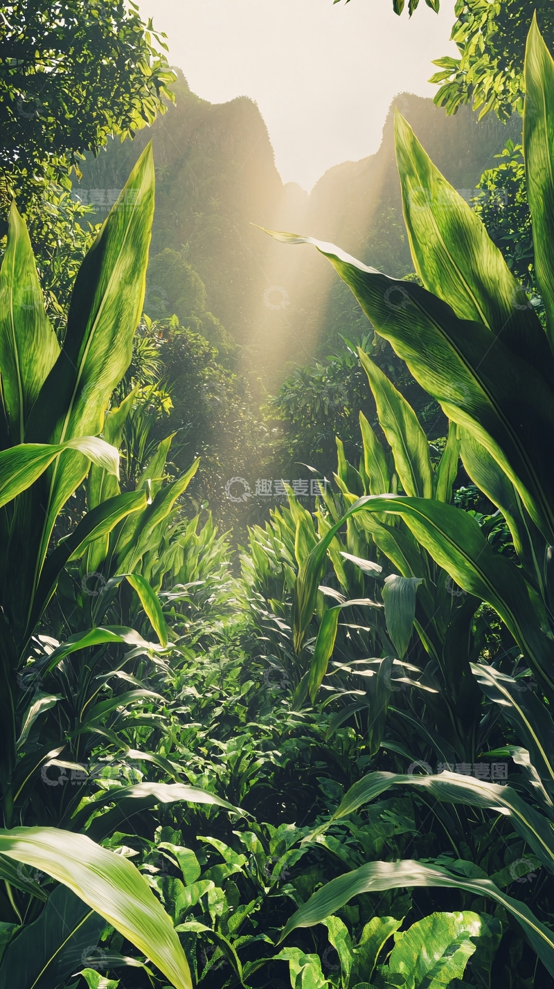 高清大图下载【趣麦麦图】热带雨林阳光透过树叶