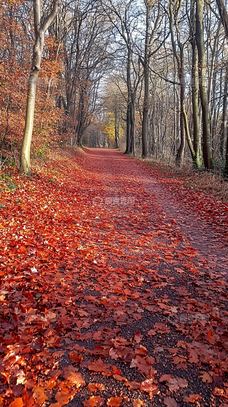 高清大图下载【趣麦麦图】秋日落叶铺满的小路