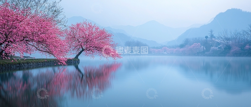 高清大图下载【趣麦麦图】粉红樱花湖边树