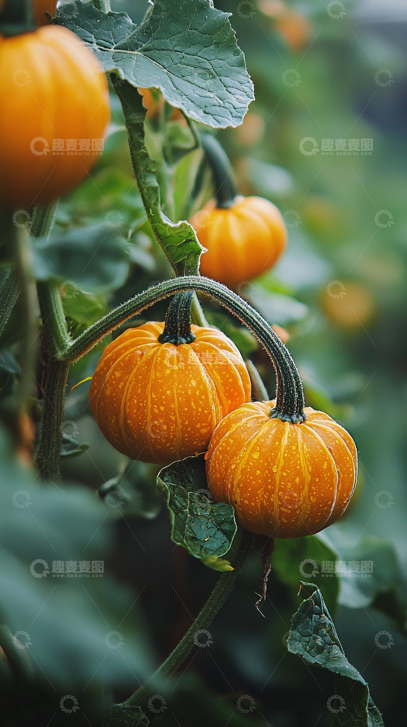 高清大图下载【趣麦麦图】南瓜藤上成熟的南瓜