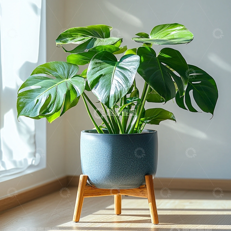 高清大图下载【趣麦麦图】龟背竹盆栽特写