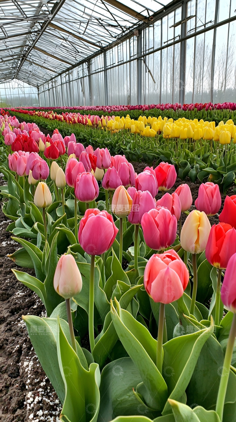 高清大图下载【趣麦麦图】温室里盛开的彩色郁金香