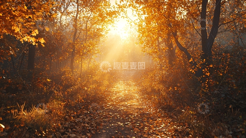 高清大图下载【趣麦麦图】秋日森林金色阳光