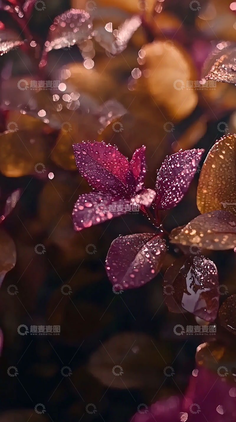 高清大图下载【趣麦麦图】雨后红叶特写