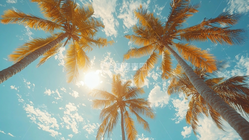 高清大图下载【趣麦麦图】阳光椰树蓝天