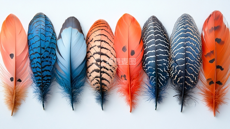 高清大图下载【趣麦麦图】彩色羽毛排列