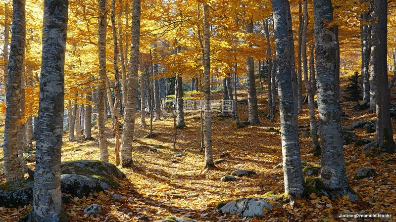 高清大图下载【趣麦麦图】秋日森林阳光洒照