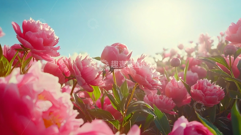 高清大图下载【趣麦麦图】阳光下粉红色的牡丹花田