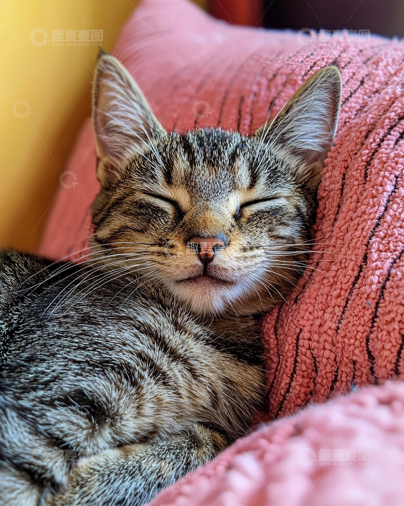 高清大图下载【趣麦麦图】小猫睡觉粉色毛毯