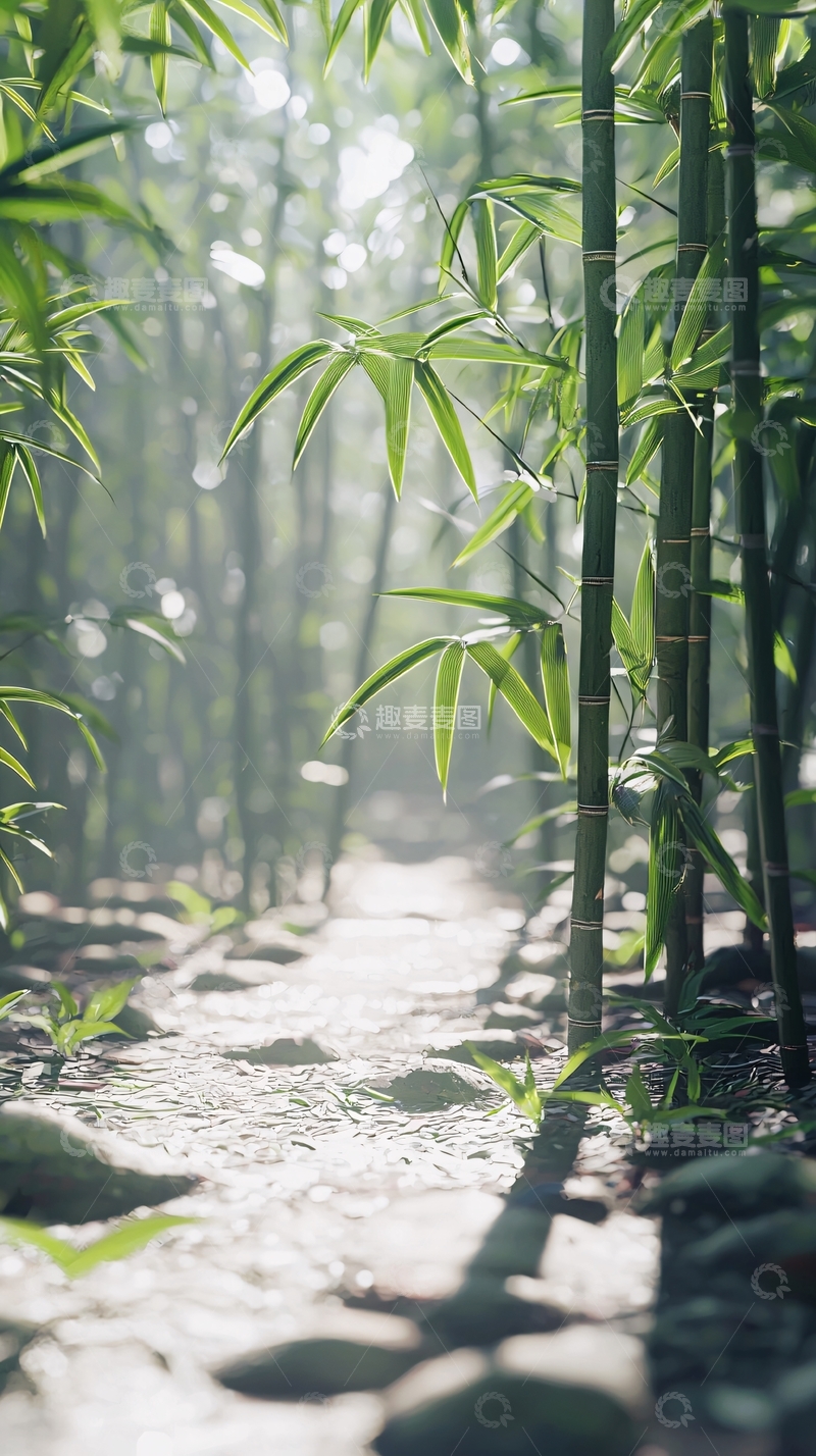 高清大图下载【趣麦麦图】阳光透过竹林小路
