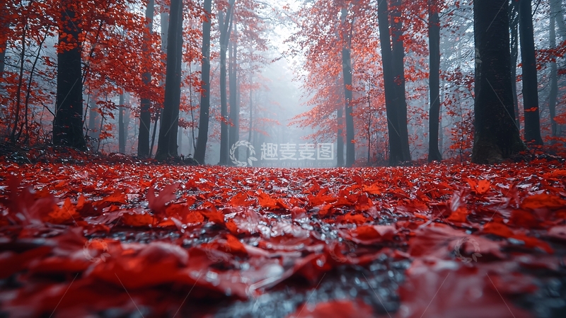 高清大图下载【趣麦麦图】红叶小路雾气森林