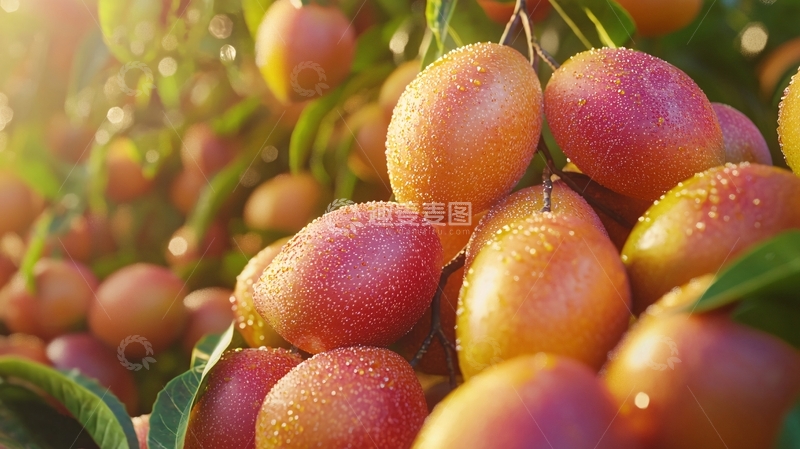 高清大图下载【趣麦麦图】阳光下枝头累累的芒果