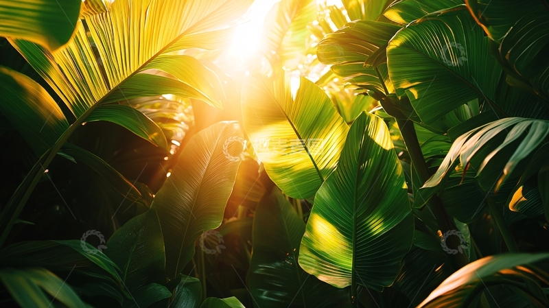 高清大图下载【趣麦麦图】阳光穿透绿色叶子