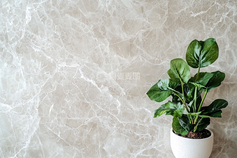 高清大图下载【趣麦麦图】灰色大理石背景绿植