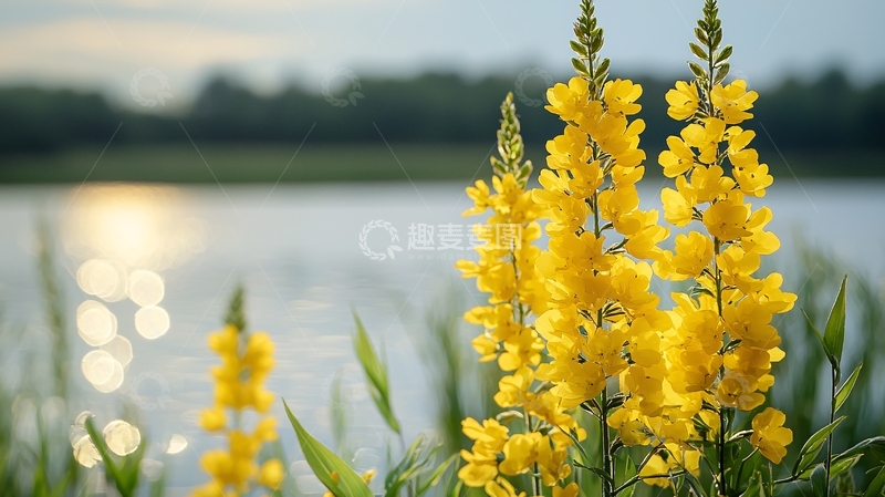 高清大图下载【趣麦麦图】黄花