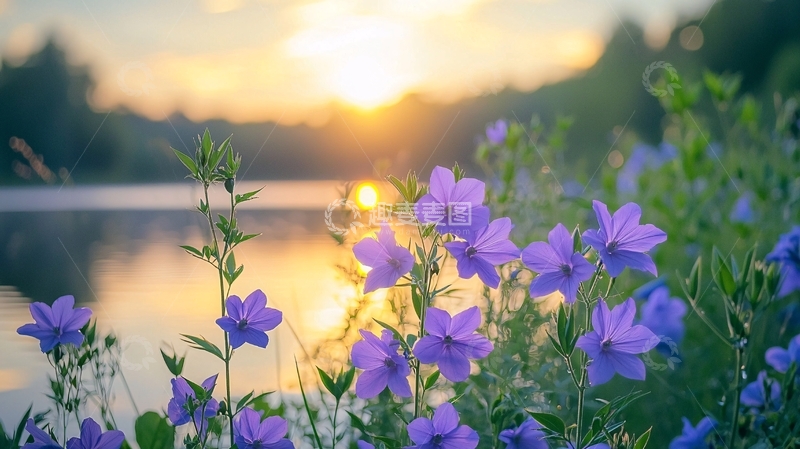 高清大图下载【趣麦麦图】日落湖边紫色花朵