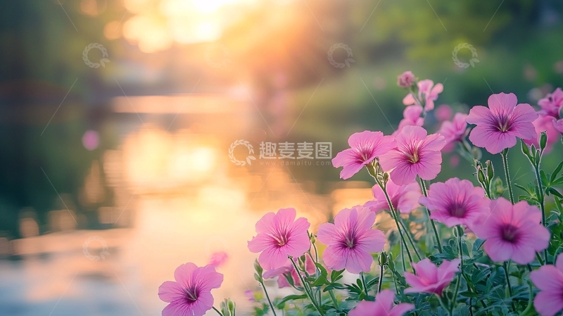 高清大图下载【趣麦麦图】日落时分粉色花朵近景