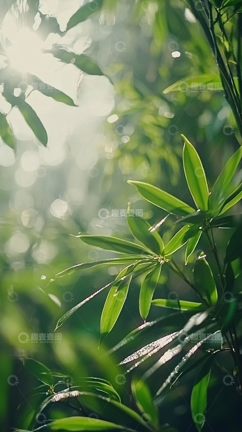 高清大图下载【趣麦麦图】阳光透过绿叶