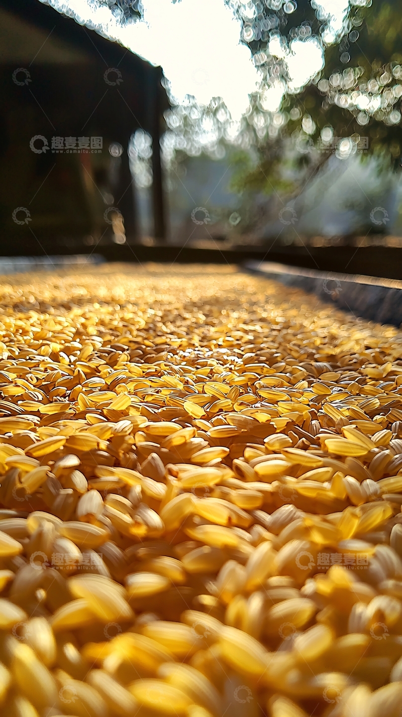 高清大图下载【趣麦麦图】阳光下晒稻谷