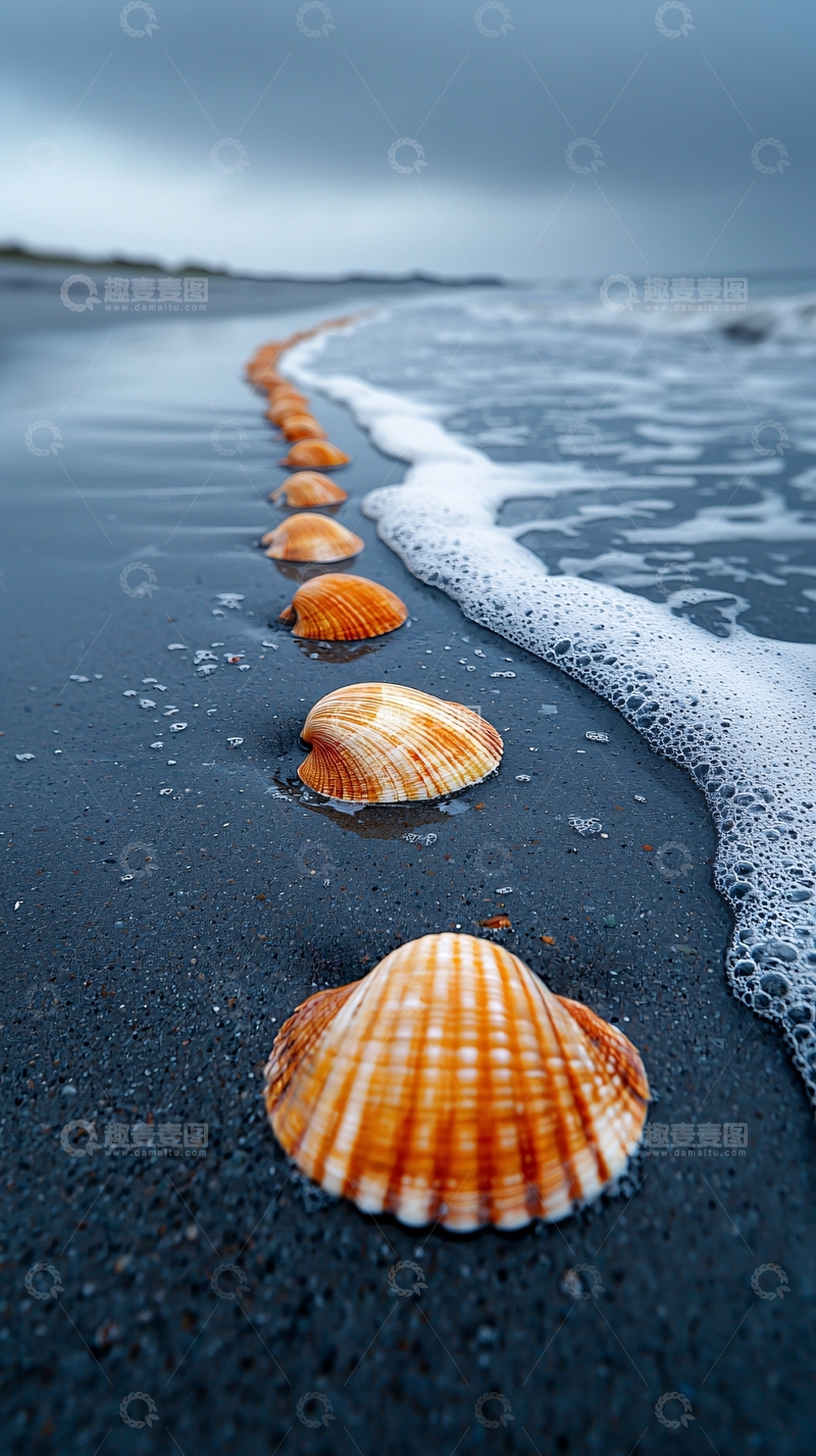 高清大图下载【趣麦麦图】海滩上的贝壳排列成行