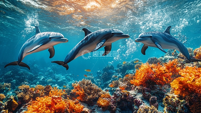 高清大图下载【趣麦麦图】海豚在珊瑚礁附近畅游