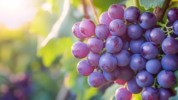 阳光下成熟的紫葡萄