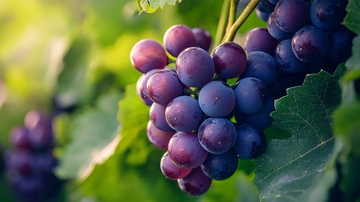 阳光下成熟的紫葡萄