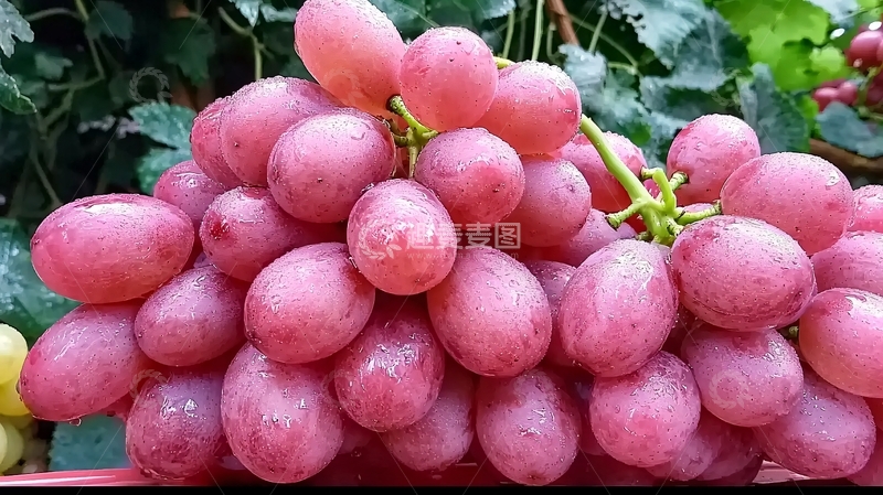 高清大图下载【趣麦麦图】红提葡萄
