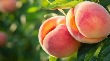 树上成熟的桃子