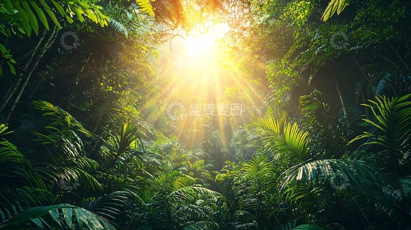 高清大图下载【趣麦麦图】阳光穿透茂密森林