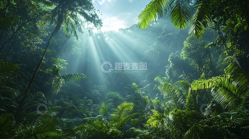 高清大图下载【趣麦麦图】阳光穿过茂密森林
