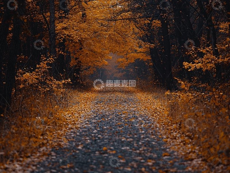 高清大图下载【趣麦麦图】秋日森林小路
