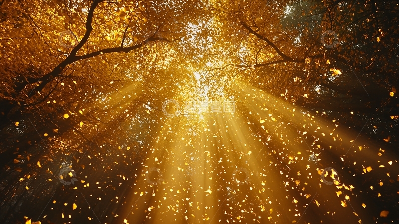 高清大图下载【趣麦麦图】阳光穿透树叶的温暖瞬间