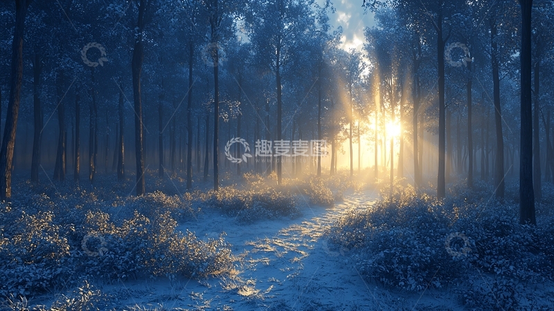 高清大图下载【趣麦麦图】冬日阳光穿透树林