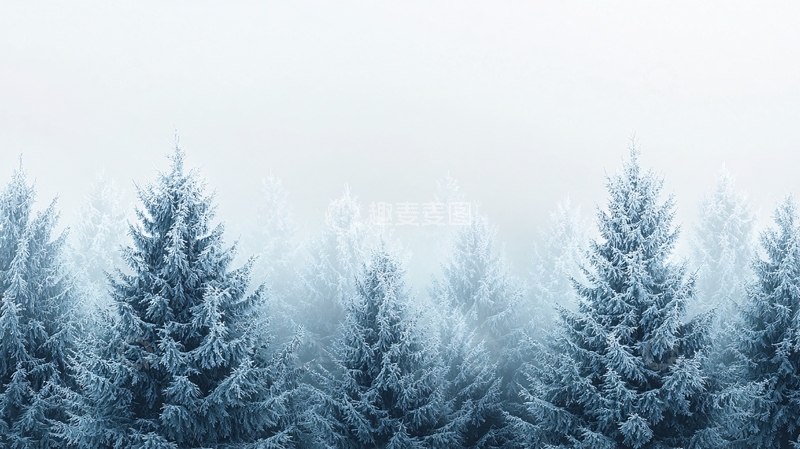 高清大图下载【趣麦麦图】雾中的蓝色松树林