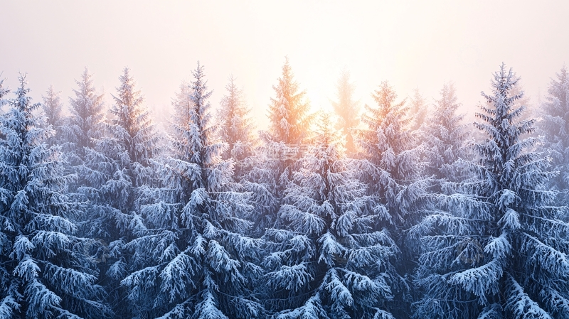 高清大图下载【趣麦麦图】雪覆盖的针叶林