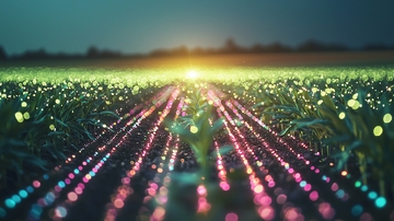 田野日出光线粒子