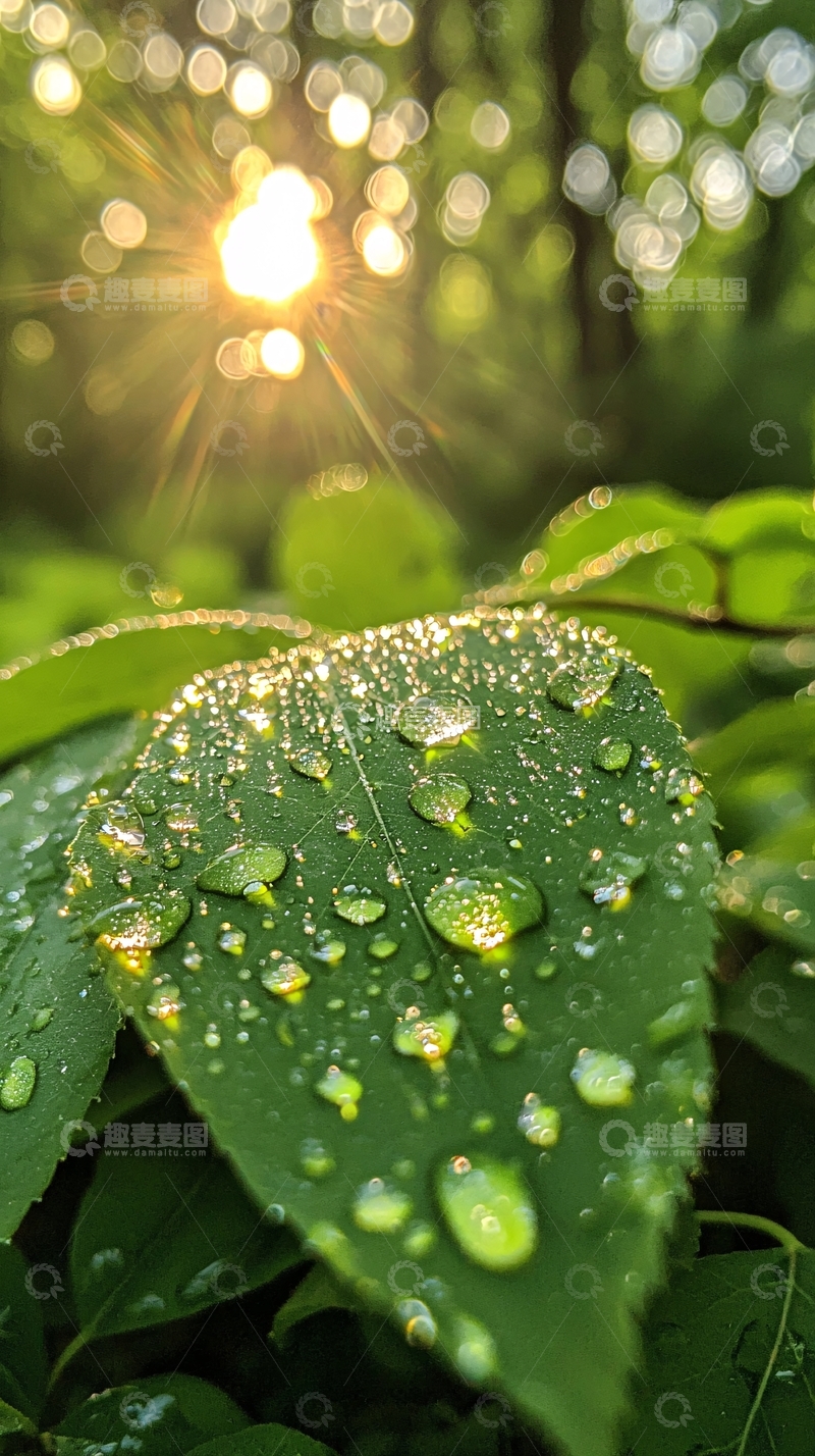 高清大图下载【趣麦麦图】绿叶上的露珠