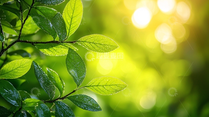 高清大图下载【趣麦麦图】清新绿色树叶