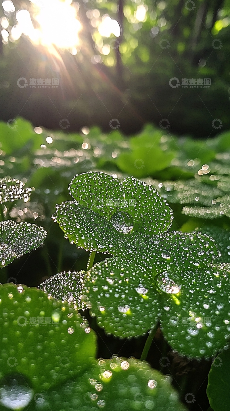 高清大图下载【趣麦麦图】露珠点缀的绿色植物