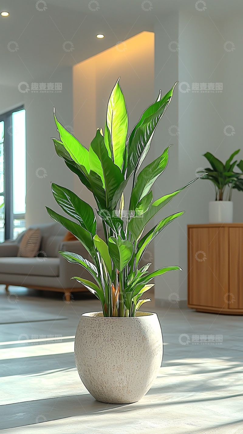 高清大图下载【趣麦麦图】室内绿植盆栽特写