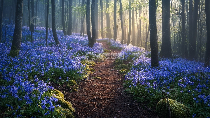 高清大图下载【趣麦麦图】蓝色花海中的森林小径