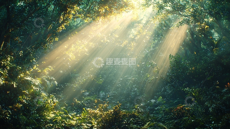 高清大图下载【趣麦麦图】阳光穿过茂密森林