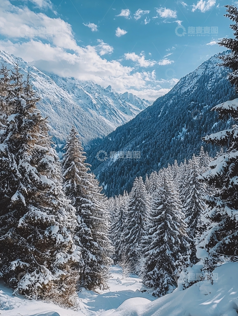 高清大图下载【趣麦麦图】雪山下的针叶林