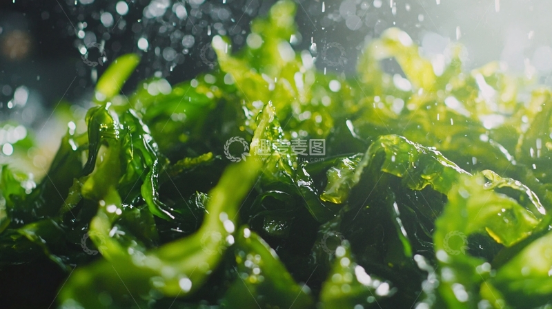 高清大图下载【趣麦麦图】清洗海带特写镜头