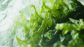 沸腾水中绿油油的海藻