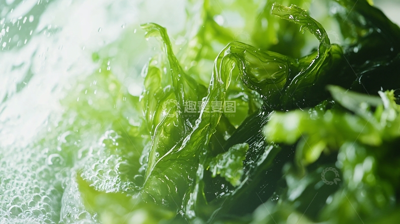 高清大图下载【趣麦麦图】沸腾水中绿油油的海藻